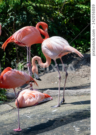 Beni Iro Flamingo 142056889