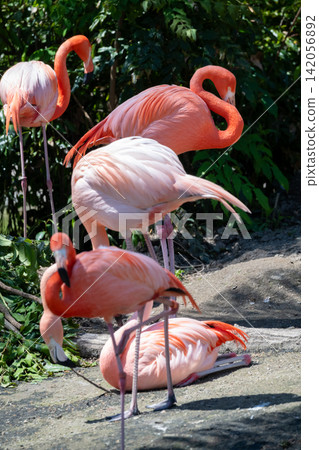 Beni Iro Flamingo 142056892