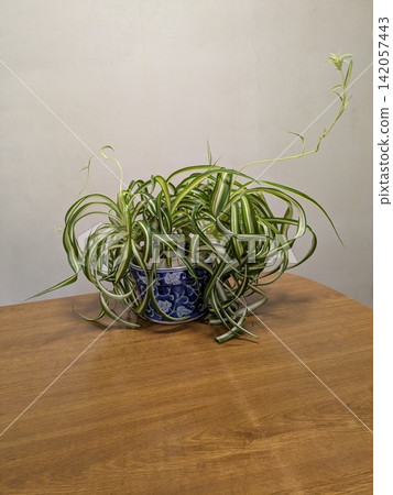 A potted spider plant with long vines (runners). A potted spider plant with long vines (runners). 142057443