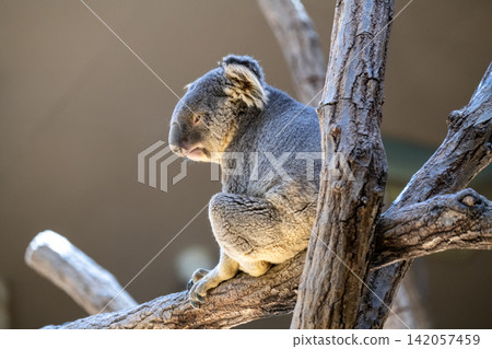 Koala Koala 142057459
