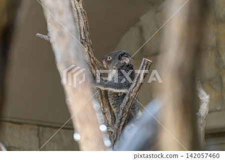Koala Koala 142057460