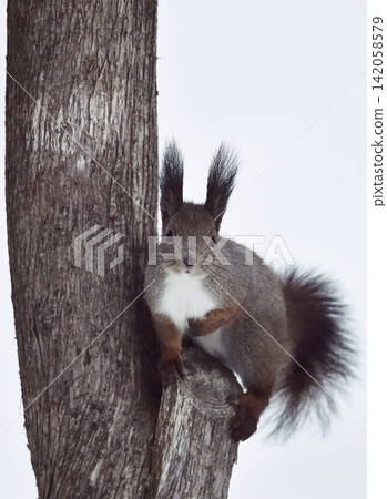 Ezoris posing on a tree Ezoris posing on a tree 142058579