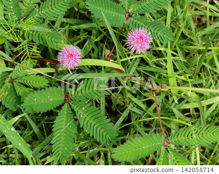 Young tree of the Albizia julibrissin (a legume family tree) Young tree of the Albizia julibrissin (a legume family tree) 142058714