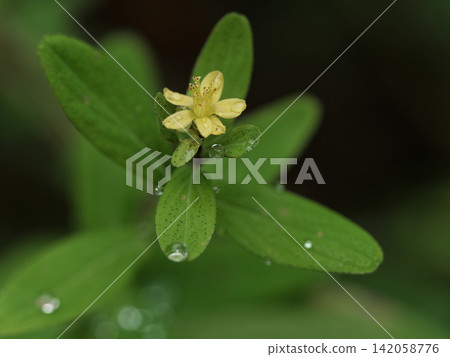 St. John's wort, a medicinal herb of the Hypericaceae family. St. John's wort, a medicinal herb of the Hypericaceae family. 142058776