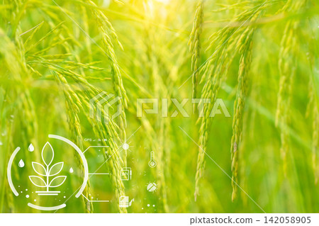 Smart agriculture with modern technology concept. Ears of rice in rice farm field and icon of smart farming. Sustainable agriculture. Precision agriculture. Climate monitoring. Farm management system. Smart agriculture with modern technology concept. Ears of rice in rice farm field and icon of smart farming. Sustainable agriculture. Precision agriculture. Climate monitoring. Farm management system. 142058905
