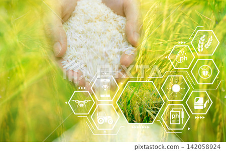 Smart agriculture with modern technology. Woman hand holding rice and rice field with smart farming concept. Sustainable agriculture. Precision agriculture. Climate monitoring. Farm management system. 142058924