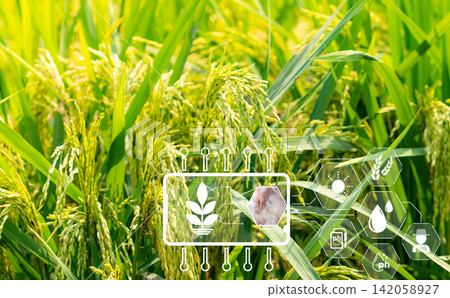 Smart agriculture with modern technology concept. Ears of rice in rice farm field and icon of smart farming. Sustainable agriculture. Precision agriculture. Climate monitoring. Farm management system. Smart agriculture with modern technology concept. Ears of rice in rice farm field and icon of smart farming. Sustainable agriculture. Precision agriculture. Climate monitoring. Farm management system. 142058927