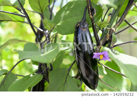 Eggplants grown in the vegetable garden Eggplants grown in the vegetable garden 142059232
