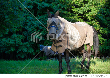 Horse Wearing Protective Fly Sheet and Mask Standing in Meadow Horse Wearing Protective Fly Sheet and Mask Standing in Meadow 142059526