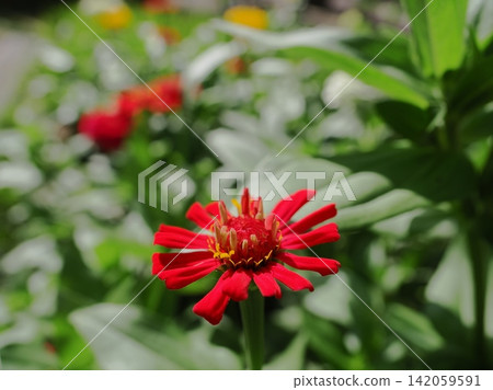 紅百日草 紅百日草 142059591