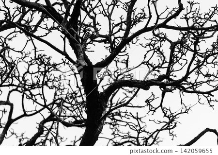 Abstract silhouette of tangled leafless tree branches against a bright sky creating an intricate natural pattern for Halloween, gothic themes, environmental drought concepts and artistic backgrounds. Abstract silhouette of tangled leafless tree branches against a bright sky creating an intricate natural pattern for Halloween, gothic themes, environmental drought concepts and artistic backgrounds. 142059655