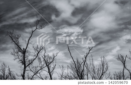 Black and white silhouette of leafless dead trees beneath dramatic storm clouds. Climate change, environmental degradation, winter landscape, extreme weather and atmospheric natural scenery. Black and white silhouette of leafless dead trees beneath dramatic storm clouds. Climate change, environmental degradation, winter landscape, extreme weather and atmospheric natural scenery. 142059670
