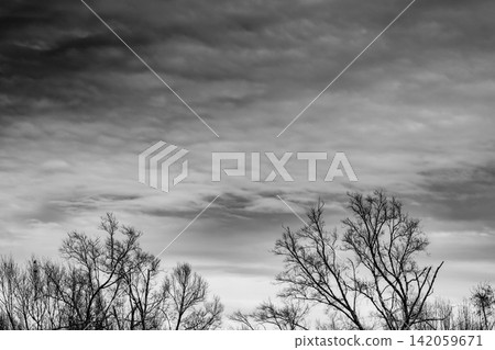 Black and white silhouette of leafless dead trees beneath dramatic storm clouds. Climate change, environmental degradation, winter landscape, extreme weather and atmospheric natural scenery. 142059671
