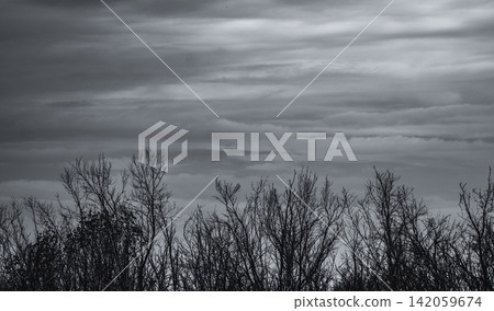 Silhouette of leafless trees beneath a dramatic grey. Moody natural landscape that symbolizes loneliness, despair, environmental decline, winter and Halloween themes. Sadness, hopelessness, solitude. Silhouette of leafless trees beneath a dramatic grey. Moody natural landscape that symbolizes loneliness, despair, environmental decline, winter and Halloween themes. Sadness, hopelessness, solitude. 142059674