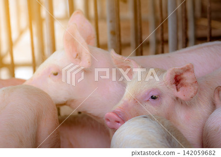 Healthy piglets resting together inside a commercial swine farm under warm natural sunlight. Modern livestock production, animal husbandry, veterinary care, biosecurity and sustainable agriculture. 142059682