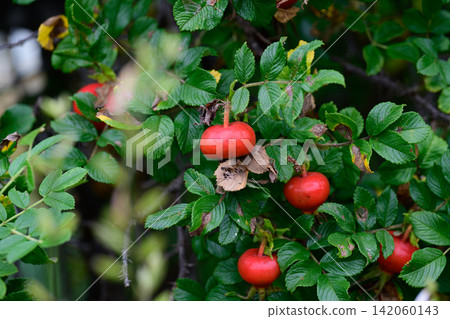 Close up of big red rugosa rose hips ripening on bush branches inside rural farm garden. Close up of big red rugosa rose hips ripening on bush branches inside rural farm garden. 142060143
