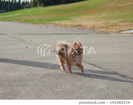 一隻可愛的博美幼犬在夏日的海灘上散步。 一隻可愛的博美幼犬在夏日的海灘上散步。 142060334