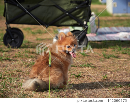 A cute Pomeranian puppy taking a walk at a campsite on a summer beach. A cute Pomeranian puppy taking a walk at a campsite on a summer beach. 142060373