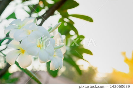 White frangipani flower with green leaves. Symbolizes relaxation, wellness, natural beauty and tropical summer serenity. Aromatherapy, mindfulness, skincare, rejuvenation and luxury spa wellness. White frangipani flower with green leaves. Symbolizes relaxation, wellness, natural beauty and tropical summer serenity. Aromatherapy, mindfulness, skincare, rejuvenation and luxury spa wellness. 142060689