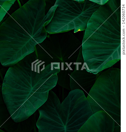 Closeup green leaves of elephant ear in jungle. Green leaf texture background with minimal pattern. Green leaves in tropical forest on dark background. Greenery wallpaper. Botanical garden Closeup green leaves of elephant ear in jungle. Green leaf texture background with minimal pattern. Green leaves in tropical forest on dark background. Greenery wallpaper. Botanical garden 142060734