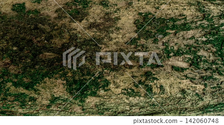 Closeup texture of tree bark. Pattern of natural tree bark background. Rough surface of trunk. Green moss and lichen on natural wood. Dirt skin of wooden. White, brown, and green nature background. 142060748