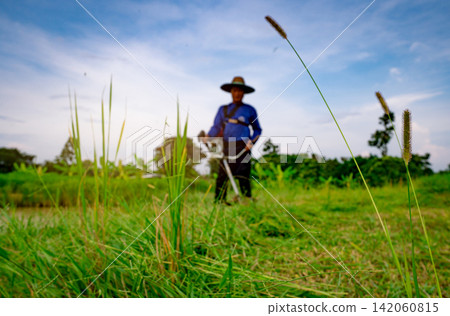 Grass flower on blurred man with shoulder lawn mower. Asian man cutting grass with lawn mower. Garden care and maintenance. Landscaping service. Man mowing green grass and weed for livestock food. Grass flower on blurred man with shoulder lawn mower. Asian man cutting grass with lawn mower. Garden care and maintenance. Landscaping service. Man mowing green grass and weed for livestock food. 142060815