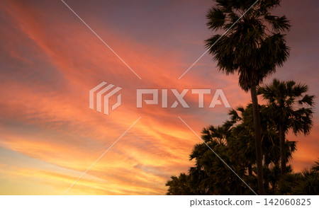Bottom up view of sugar palm tree against orange and red sunset sky and clouds. Beauty in nature. Evening sky in summer. Tropical palm tree at dusk beside the beach. Tranquility view. Summer vibes. Bottom up view of sugar palm tree against orange and red sunset sky and clouds. Beauty in nature. Evening sky in summer. Tropical palm tree at dusk beside the beach. Tranquility view. Summer vibes. 142060825