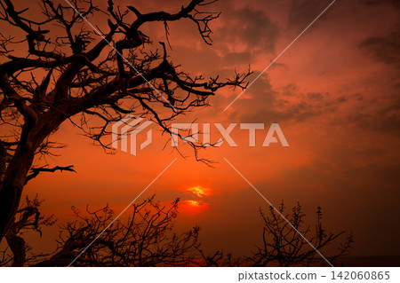 Beautiful silhouette leafless tree and sunset sky beside the sea. Romantic and peaceful scene of sea, sun, and sky at sunset time with beauty pattern of branches. Beauty in nature. Evening background. Beautiful silhouette leafless tree and sunset sky beside the sea. Romantic and peaceful scene of sea, sun, and sky at sunset time with beauty pattern of branches. Beauty in nature. Evening background. 142060865