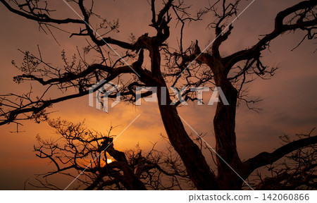 Beautiful silhouette leafless tree and sunset sky. Calm and peaceful scene of sun, and dark sky at sunset time with beauty pattern of branches. Fall season with tranquil nature. Beauty in nature. 142060866