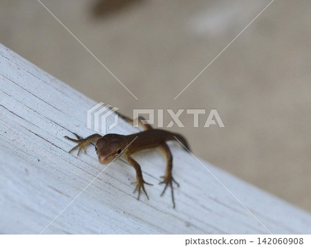 A cute baby lizard. 142060908