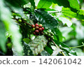 Coffee beans turning red 142061042