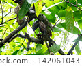 Cacao pods in a jungle plantation 142061043
