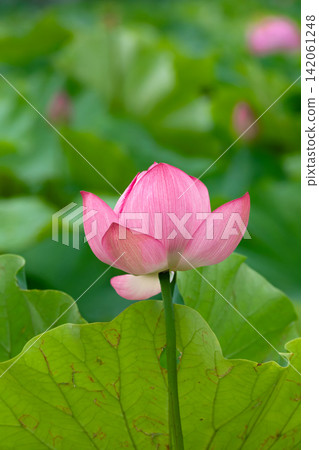 不忍池的粉紅色蓮花在碧綠的池水中競相綻放，美不勝收。 142061248