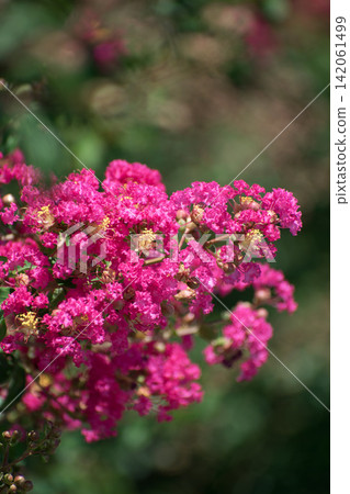縐紗花 縐紗花 142061499