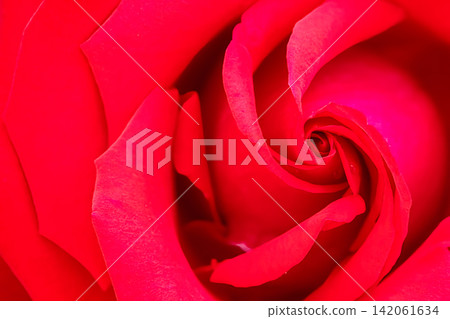 紅色的玫瑰花瓣 紅色的玫瑰花瓣 142061634