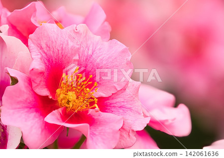 Beautiful pink rose Beautiful pink rose 142061636