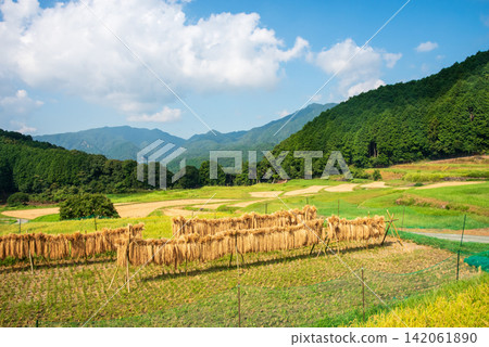 Rice farming scenery and drying racks: "Sakamoto Rice Terraces" (Kameyama City, Mie Prefecture) Rice farming scenery and drying racks: "Sakamoto Rice Terraces" (Kameyama City, Mie Prefecture) 142061890