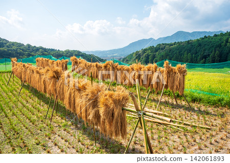 水稻種植景觀與晾曬架：「坂本梯田」（三重縣龜山市） 142061893