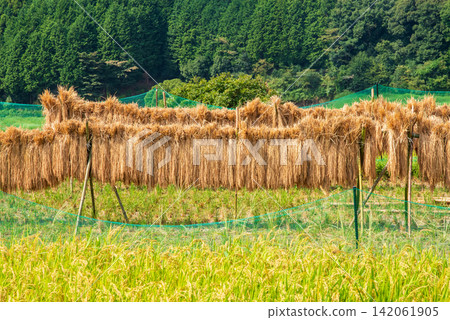 Rice farming scenery and drying racks: "Sakamoto Rice Terraces" (Kameyama City, Mie Prefecture) Rice farming scenery and drying racks: "Sakamoto Rice Terraces" (Kameyama City, Mie Prefecture) 142061905