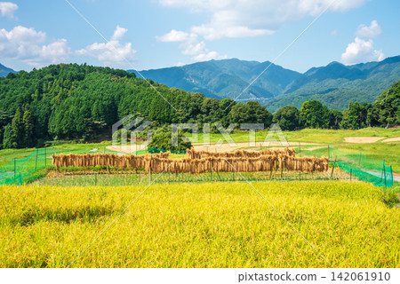 Rice farming scenery and drying racks: "Sakamoto Rice Terraces" (Kameyama City, Mie Prefecture) Rice farming scenery and drying racks: "Sakamoto Rice Terraces" (Kameyama City, Mie Prefecture) 142061910