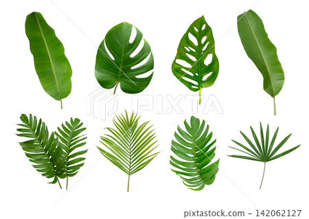 Banana, palm and momstera green leaf tropical plant isolated on white background. Banana, palm and momstera green leaf tropical plant isolated on white background. 142062127
