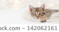 Cute Bengal kitten lying on white knitted blanket with Christmas lights bokeh, copy space 142062161