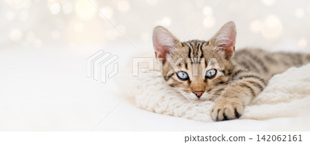 Cute Bengal kitten lying on white knitted blanket with Christmas lights bokeh, copy space Cute Bengal kitten lying on white knitted blanket with Christmas lights bokeh, copy space 142062161