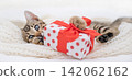 Funny Bengal kitten hiding behind a Christmas gift box with red ribbon in bed 142062162