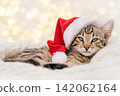 Cute Bengal kitten wearing a red Santa hat sleeping on a white blanket 142062164