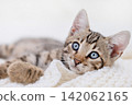 Beautiful small domestic cat with expressive eyes resting in bed, selective focus 142062165