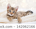 Portrait of cute Bengal kitten with big blue eyes lying on white knitted blanket with bokeh lights 142062166