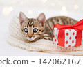 Cute Bengal kitten looking forward next to a Christmas gift box with red bow 142062167
