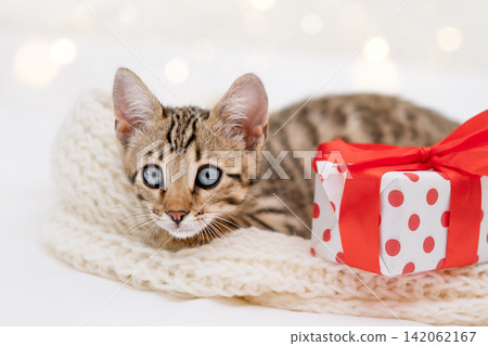 Cute Bengal kitten looking forward next to a Christmas gift box with red bow Cute Bengal kitten looking forward next to a Christmas gift box with red bow 142062167