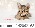 Small domestic cat with blue eyes lying down with Christmas decoration, bokeh lights 142062168
